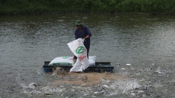 Hậu Giang: Tồn đọng gần 2.000 tấn thủy sản các loại tại huyện Phụng Hiệp