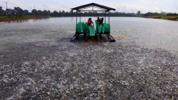 Thị trường tiêu thụ cá tra tại ĐBSCL gặp nhiều khó khăn