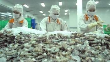 Tôm Việt Nam chịu áp lực cạnh tranh tại thị trường Mỹ