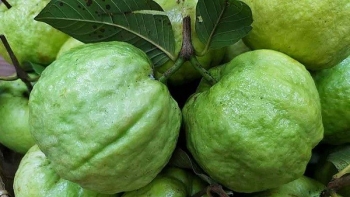 Hậu Giang: Ôỉ nữ Hoàng trúng giá cuối vụ