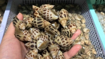 Ốc hương Hà Tĩnh giá giảm sâu vẫn "bí" đầu ra
