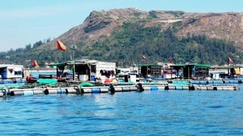 Người nuôi trồng thủy sản tỉnh Quảng Ngãi nỗ lực vượt khó