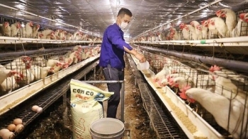 Giá thức ăn chăn nuôi tại Bình Định liên tục tăng