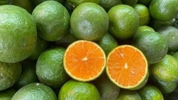 Nông sản miền Tây mất giá do Covid-19