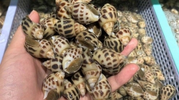 Người nuôi ốc hương Phú Yên "khóc ròng" vì giá giảm sâu