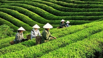 Nghệ An: Người dân lo lắng vì giá chè giảm sâu, xuất khẩu chè gặp khó khăn