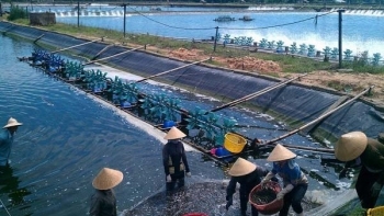 Bến Tre: Tổng diện tích nuôi trồng thủy sản trong tháng 10 đạt 495 ha