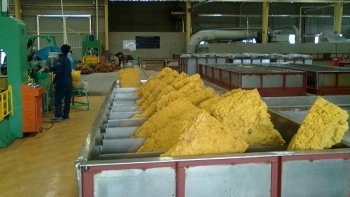 Xuất khẩu cao su Việt Nam sang thị trường Mỹ sẽ tiếp đà tăng