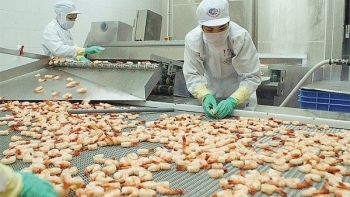Xuất khẩu tôm Việt Nam dần phục hồi sau 2 tháng giảm liên tiếp