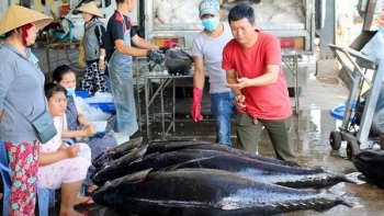 Xuất khẩu cá ngừ sang thị trường Trung Quốc tăng mạnh