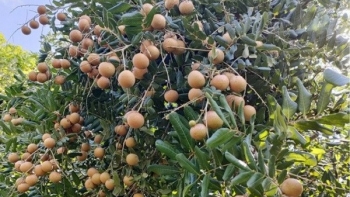 Đồng Tháp: Giá nông sản tăng trở lại sau dịch Covid-19