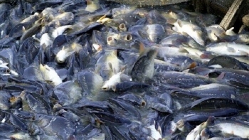 Cần Thơ: Tổng sản lượng thủy sản nuôi và khai thác đạt gần 125.000 tấn trong 9 tháng