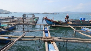 Phú Yên: Tôm, cá chết đột ngột do thiên tai