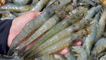 Người dân Hà Tĩnh phấn khởi khi giá thủy hải sản tăng trở lại