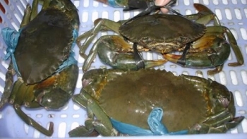 Ngư dân Quảng Trị trúng lớn mùa cá cuối năm