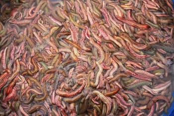 Rươi Tứ Kỳ tăng giá liên tục do khan hiếm