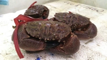 Tiêu thụ thủy hải sản thuận lợi khi nhu cầu tiêu thụ cao