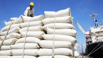 Đường nhập khẩu cao gấp 2 lần so với đường mía sản xuất trong nước