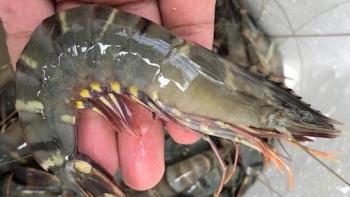 Giá tôm cuối vụ ở Trà Vinh tăng cao