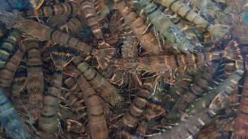 Giá thủy hải sản ở ĐBSCL tăng cao