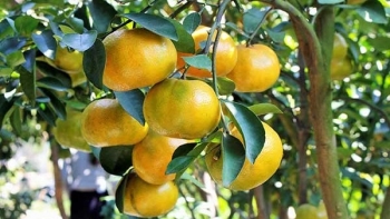Đặc sản cam xoàn, quýt đường miền Tây rớt giá mạnh