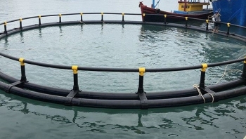 Khánh Hòa đẩy mạnh chuyển đổi mô hình nuôi trồng thủy hải sản biển công nghệ cao