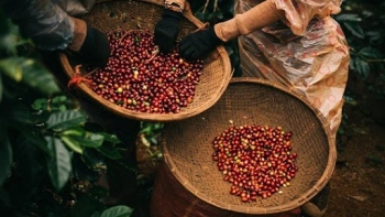 Xuất khẩu cà phê sang thị trường Trung Quốc tăng mạnh