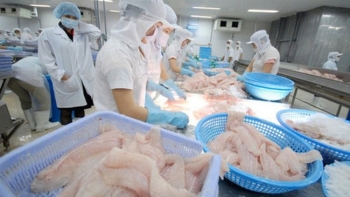 Xuất khẩu cá tra: "Điểm sáng" thị trường Mỹ