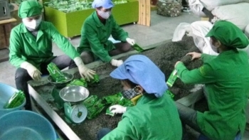 Tỷ trọng xuất khẩu chè Việt Nam sang Mỹ giảm 0,3%