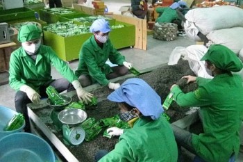 Tỷ trọng xuất khẩu chè Việt Nam sang Mỹ giảm 0,3%