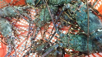 Giá tôm hùm tăng cao trở lại sau dịch Covid-19