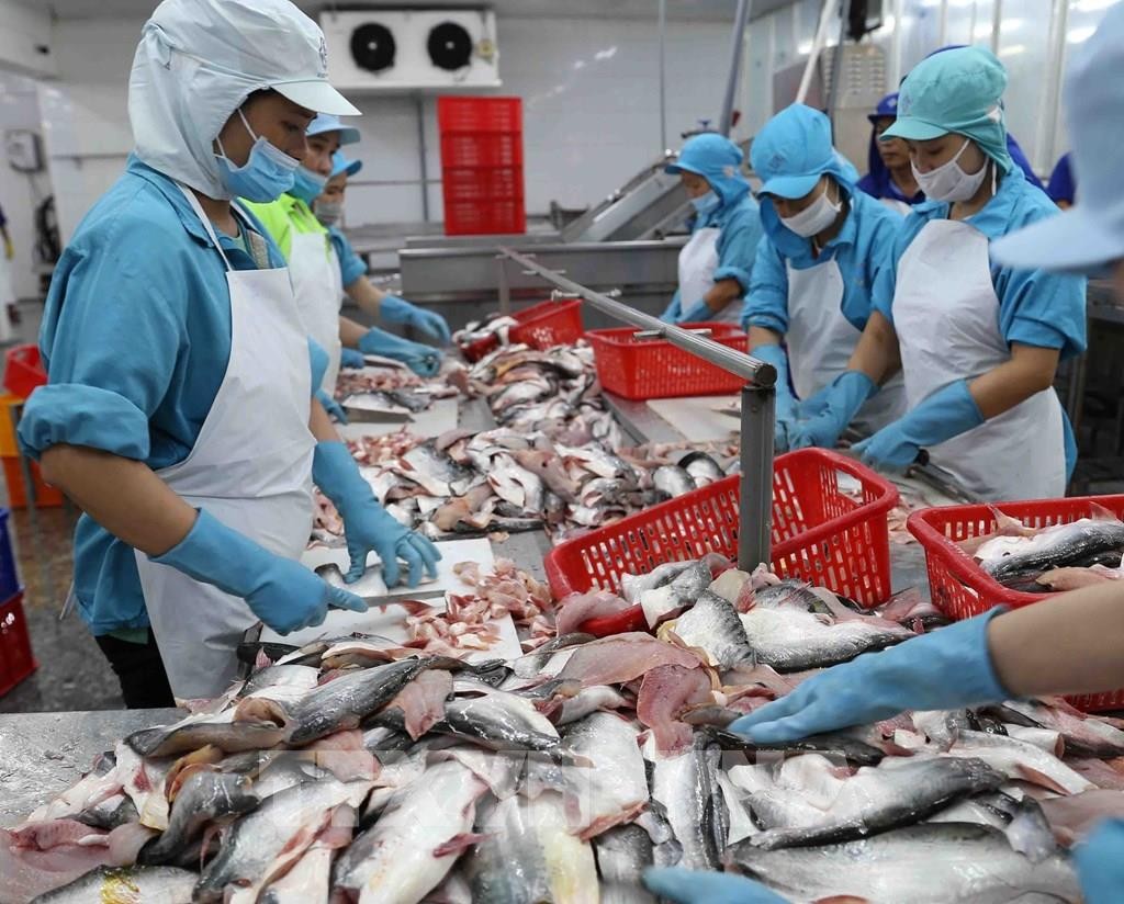 Xuất khẩu cá tra Việt Nam gặp khó khăn do dịch Covid-19