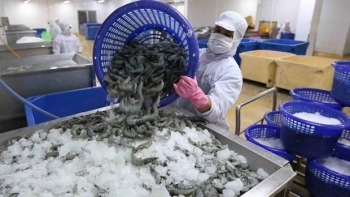Xuất khẩu tôm Việt Nam sang thị trường khối CPTPP dần phục hồi