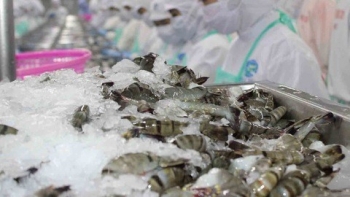 Dự báo xuất khẩu tôm Việt Nam sang Mỹ sẽ còn tăng mạnh trong năm 2022