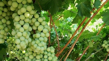 Người Việt có nhu cầu về thực phẩm của Peru rất lớn