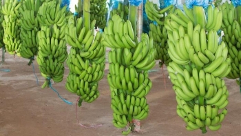 Việt Nam đứng vị trí thứ 5 cung cấp chuối cho Nhật Bản