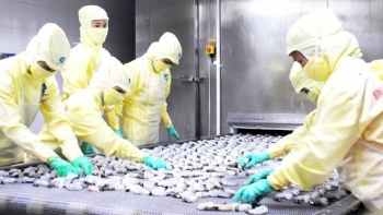 Tháng 11/2021, xuất khẩu tôm sang thị trường EU tăng 86%