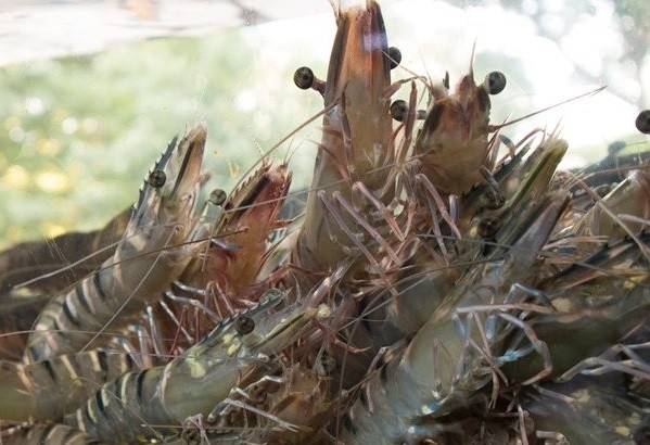 Tháng 11/2021, xuất khẩu tôm sang thị trường EU tăng 86%