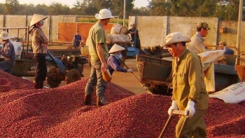 Việt Nam là nguồn cung cà phê lớn thứ 3 cho Mỹ