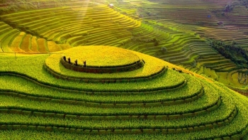 Ruộng bậc thang Mù Cang Chải được xếp hạng Di tích quốc gia đặc biệt