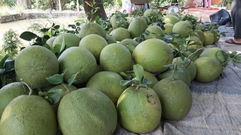 Phú Thọ xuất khẩu lô bưởi Đoan Hùng đầu tiên sang thị trường Nga