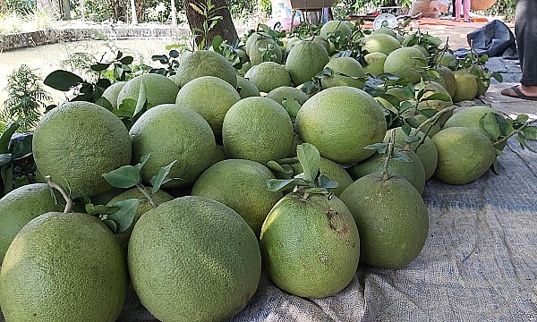 Phú Thọ xuất khẩu lô bưởi Đoan Hùng đầu tiên sang thị trường Nga (ảnh minh họa)