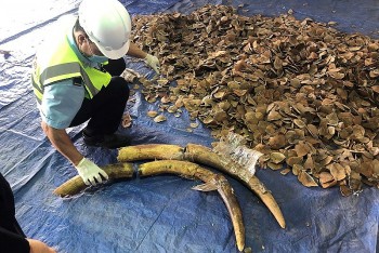 Đà Nẵng: Bắt giữ lô hàng “khủng” vảy tê tê và ngà voi nhập lậu