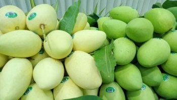 Đồng Tháp xuất khẩu 3 tấn xoài Cát Chu sang thị trường châu Âu