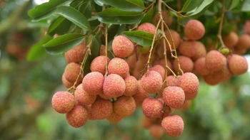 Lục Ngạn mở rộng diện tích trồng vải thiều theo tiêu chuẩn VietGAP, GlobalGAP