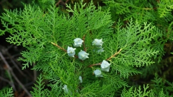 Trắc bách diệp và những công dụng đối với sức khỏe