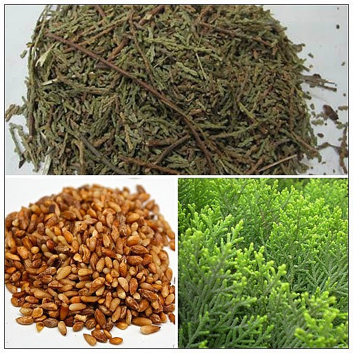 Vị thuốc trắc bách diệp có nhiều công dụng hữu ích trong cuộc sống