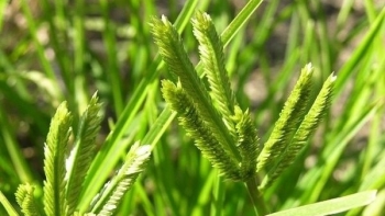 Cỏ mần trầu - thảo dược quý với nhiều công dụng chữa bệnh