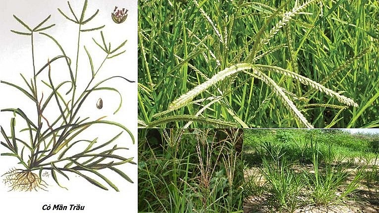 Thảo dược cỏ mần trầu mang nhiều công dụng chữa bệnh