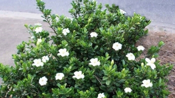 Cây dành dành và những công dụng hỗ trợ điều trị bệnh